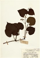 藏品(山葡萄)的圖片